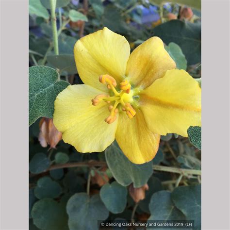 Fremontodendron 'Ken Taylor', Flannel Bush – Dancing Oaks Nursery and ...
