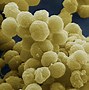 Image result for bacteria 真细菌