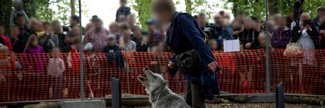 #RuthlessTourism - FOUR PAWS International - Animal Welfare Organisation