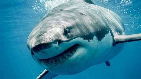Great white shark caught in Rhode Island waters | Fox News