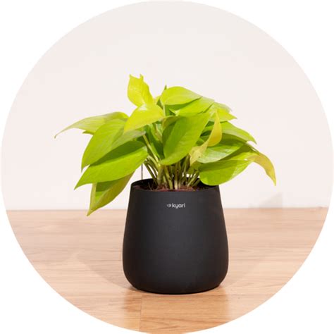 India's #1 Plant & Pots Store| As seen on Shark Tank| Kyari.co