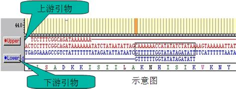 【PCR】引物设计_哔哩哔哩_bilibili