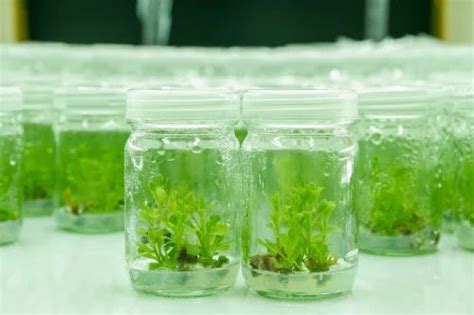 Agar Agar Non-Food Grade - Agar Agar Plant Tissue Culture Grade ...