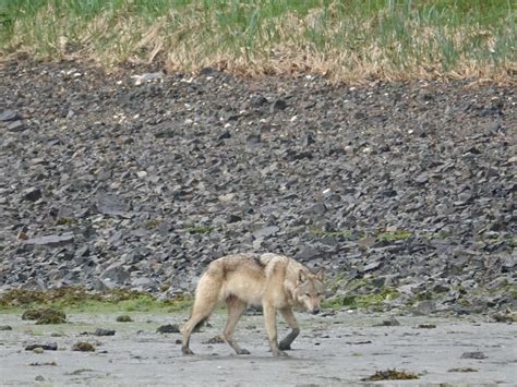 Pack of Wolves Hunting 的图像结果