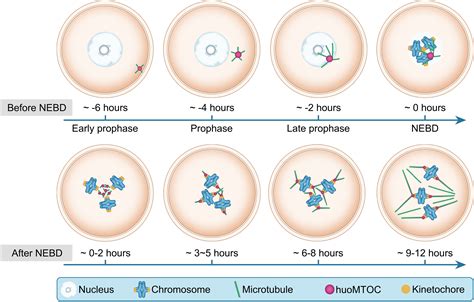 The mechanism of acentrosomal spindle assembly in human oocytes | Science