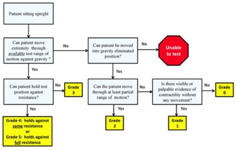 How to Muscle Test Lumbar Extensor Muscles 的图像结果
