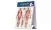 on QuickStudy Anatomy Reference | Groupon Goods