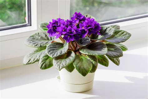 The Psychology of Plant Colors: Can Garden Hues Affect Your Mood? – Ugaoo