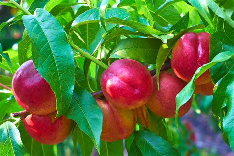 Nectarine | Description, Peach, Nutrition, Uses, Facts, & Cultivation ...