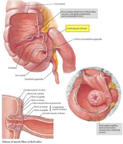 Ileum, terminal ileum location, ileum function & ileum anatomy