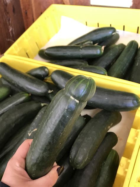 Let me tickle your pickle? : r/OddlyArousing