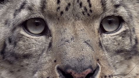 Snow Leopard Eye Close Up
