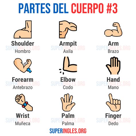 Partes del cuerpo #3