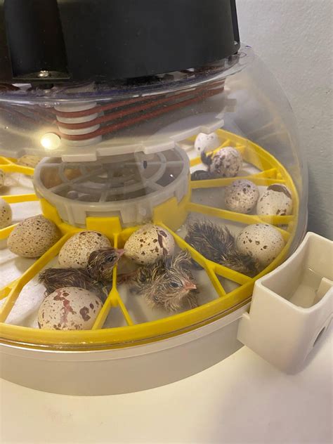 re: Why do all my baby quail keep dying....after they hatch (in the first three days) : r/quails