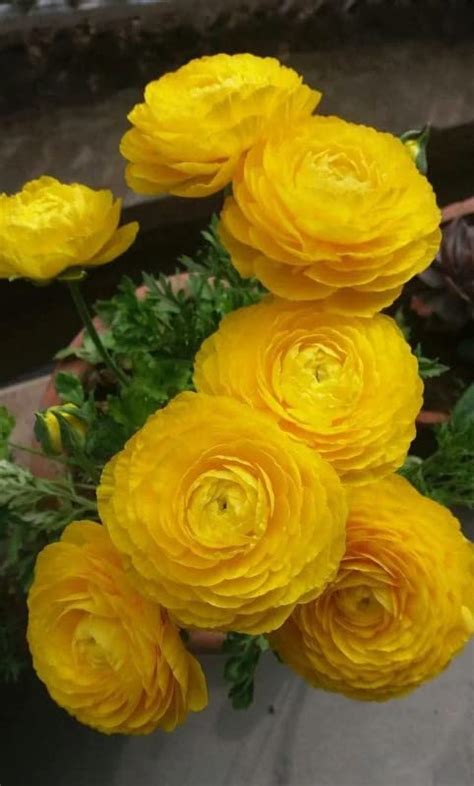 Siviga® Ranunculus flower bulbs for Your Garden | pure yellow colored ...
