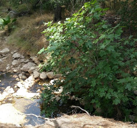 Limekiln Canyon Park (San Fernando): All You Need to Know
