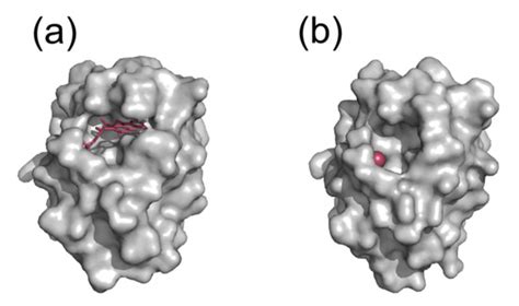 Flavodoxins as Novel Therapeutic Targets against Helicobacter pylori ...