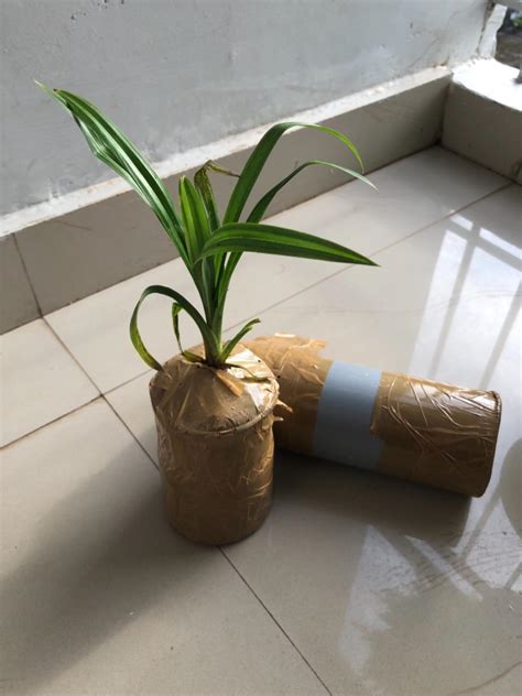 KAROLANE® Rambha Basmati Pandan Wangi Ramba Biryani Ila Living Plant ...