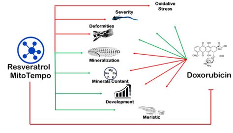 Reversal of Doxorubicin-Induced Bone Loss and Mineralization by ...