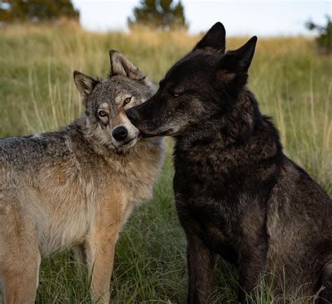 Faelen — Mission:Wolf