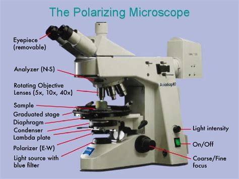 Polarizing Light Microscope 的图像结果