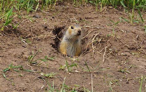 Gopher Control Methods 的图像结果
