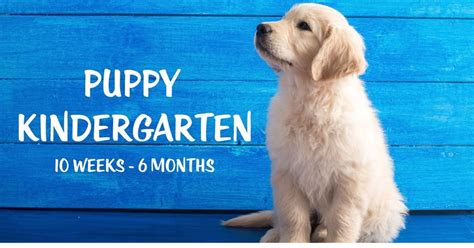Puppy Kindergarten, 1002 Albertson Pkwy, Broussard, LA, United States ...
