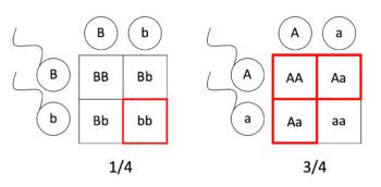 Image result for Inset Box-Shadow Color in CSS Generator