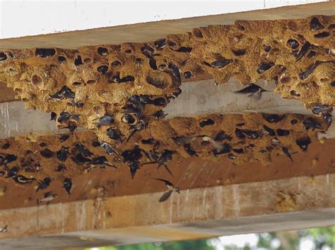 Preuss's Swallow - eBird