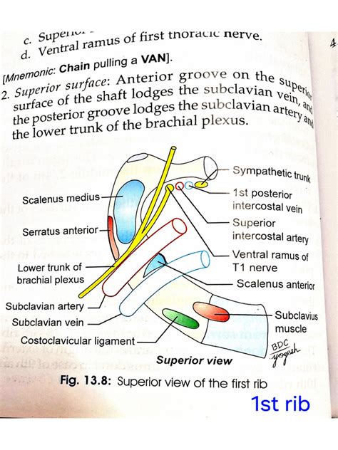 Thorax Function 的图像结果