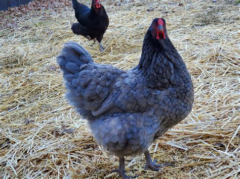 Blue Wyandotte Chickens