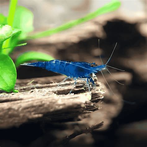 Neocaridina Primary Color Shrimps Assorted – cloningaquapets