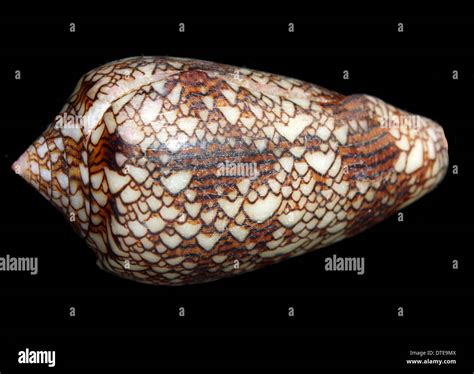 Cone snail hi-res stock photography and images - Alamy