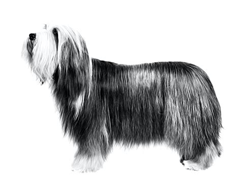 Old English Sheepdog | Royal Canin UK