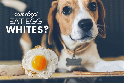Is It Ok To Give Dogs Eggs Everyday