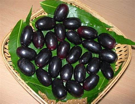 Read this Amazing Benefits of Jambul - lifeberrys.com