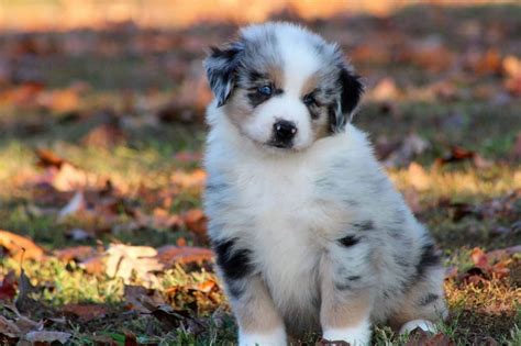 J&B Mini Aussies - Miniature Australian Shepherd, Breeder, Puppies ...