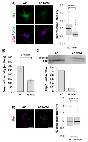 Expression of Fbp2, a Newly Discovered Constituent of Memory Formation ...