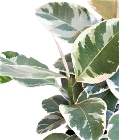 Buy Variegated Rubber Plants Online Delhi NCR, Order Variegated Rubber ...