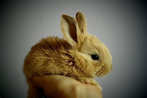 Bunny Names Best List + 150 Cute & Funny Names - PetShoper