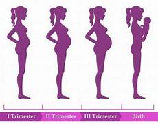 sauna schwangerschaft 1 trimester trimesters of pregnancy changes to and baby babyinfo sauna schwangerschaft 1 trimester trimesters of pregnancy changes to and baby babyinfo