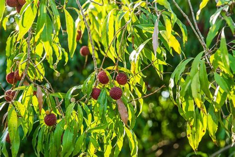 Image result for Lychee Tree Problems
