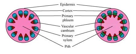 Explain the process of secondary growth in stems of woody angiosperm ...