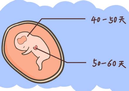 怀孕多久会出现胎心胎芽和孕囊？为什么出现胎停？_孕妇