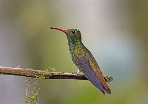 Rufous-tailed Hummingbird (Rufous-tailed) - eBird