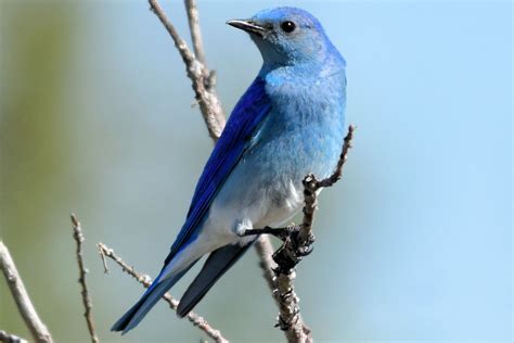 berapa tarif blue bird per km
