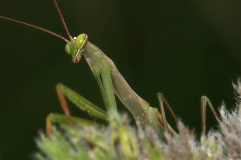 Kudlanky (Mantodea) - Bobův fotoblog