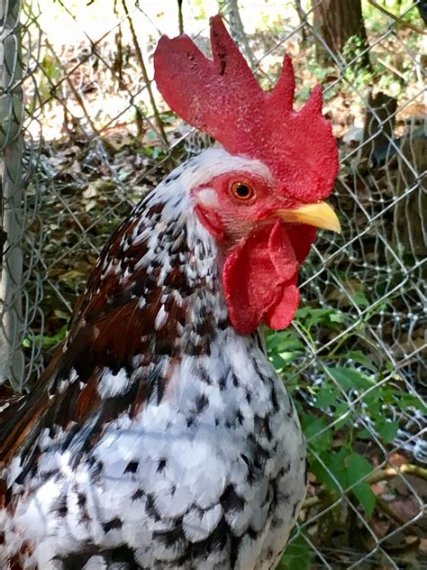 Very Rare Chicken Breeds