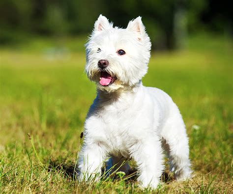 Hypoallergenic Dogs – Perfect Pets for People with Allergies | Ruff ...