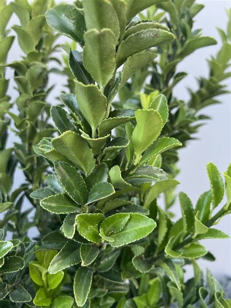 Euonymus Japonicus Euonymus Jap. 'Green Spire' | Boomkwekerij Peers